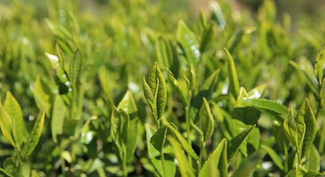 Rize'de 'el emeği' doğal çay üretimine başlandı