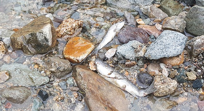 Rize'de toplu balık ölümleri