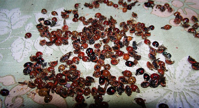 Rize’de 'uğur böceği' istilası