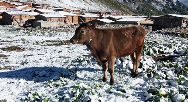Rize’de yaylaya kar yağdı