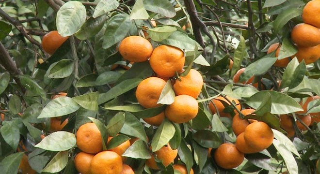 Rize mandalinasının 9 çeşidi tescillendi