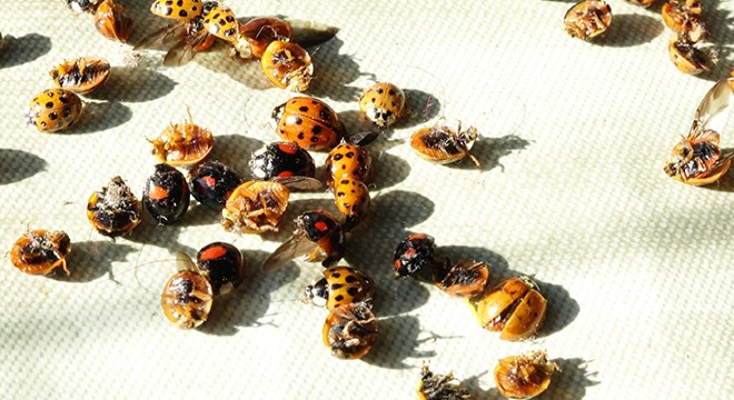 Rize'yi istila eden uğur böceklerinin sırrı ortaya çıktı