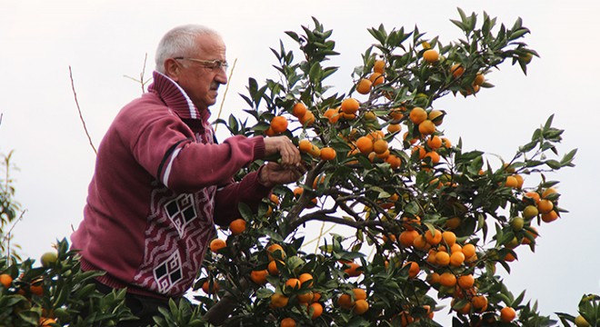 Rize’de mandalina hasadı başladı