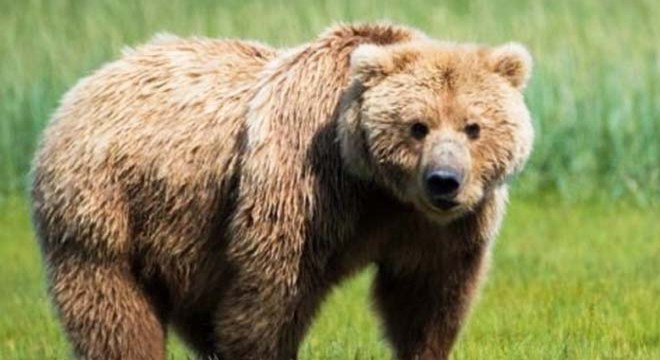 Rusya’da ayı saldırısı kamerada