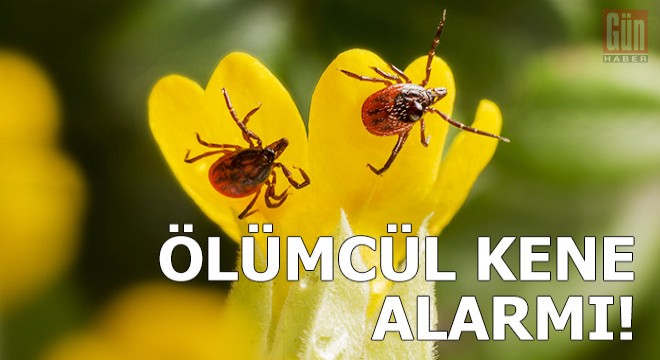 Rusya da koronavirüsten sonra ölümcül kene alarmı!