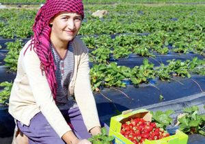 Yılda 10 milyon ton sebze ve meyve çöpe gidiyor