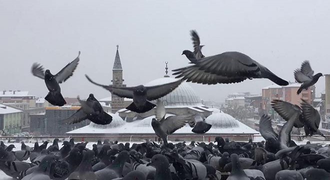 Sabah ve öğleden sonra çatıya konan kuşları yemliyor