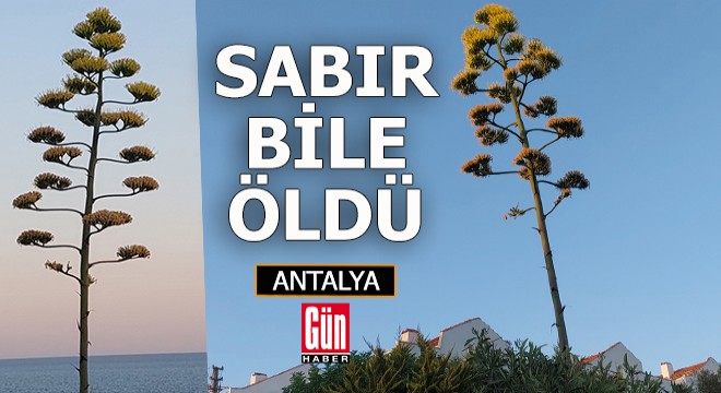 Sabır bile öldü