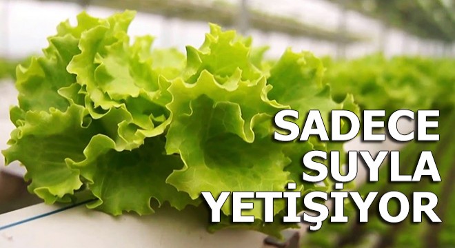 Sadece suyla marul yetişiyor