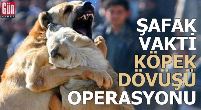 Şafak vakti 'köpek dövüşü' operasyonu: 25 gözaltı