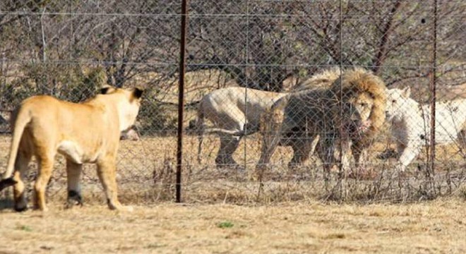 Safari parkta dehşet: Bakıcısını öldürdü