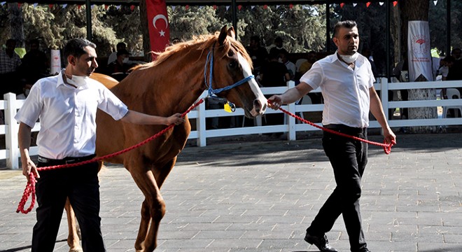 Safkan Arap tayları 3 milyon liraya satıldı