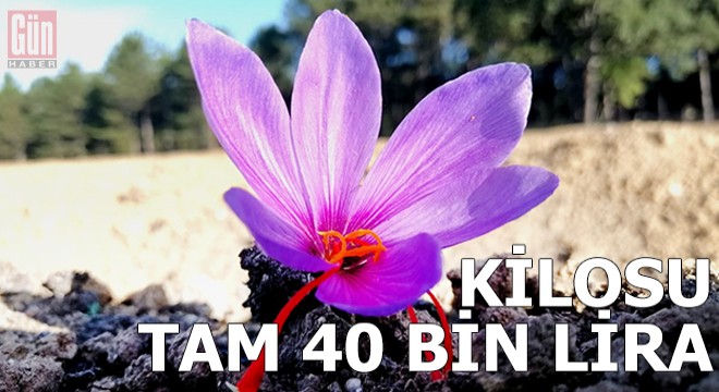 Safran hasadına başlandı; kilosu 40 bin lira