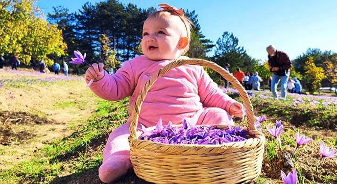 Safranbolu da 5 incisi düzenlenen festivalde safran hasadı