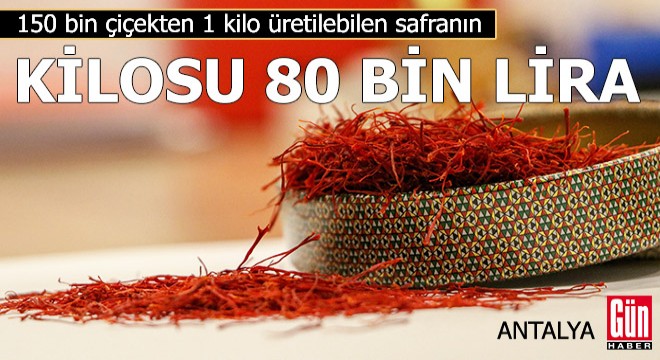 Safranın kilosu 80 bin lira