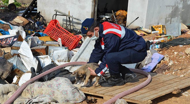Sahibi yangında öldü, yavru köpekleri jandarma aldı