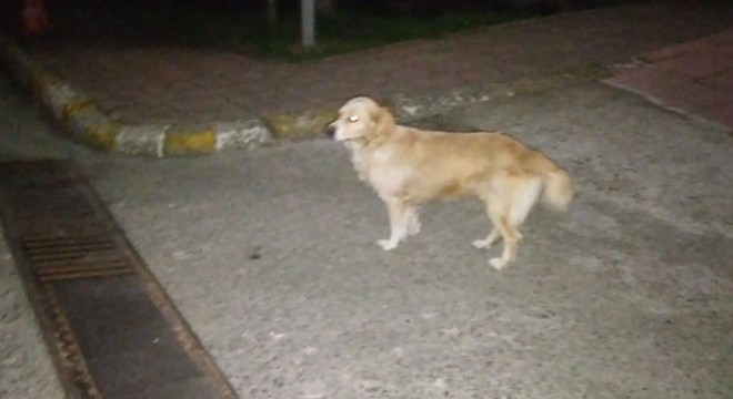 Sahibini 5 gündür hastane önünde bekleyen köpek kayıp