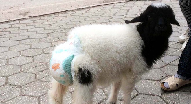 Sahibinin altını bezleyip gezdirdiği kuzu, ilgi odağı oldu
