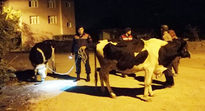 Sahibinin 'çalındı' dediği inekler, otlarken bulundu