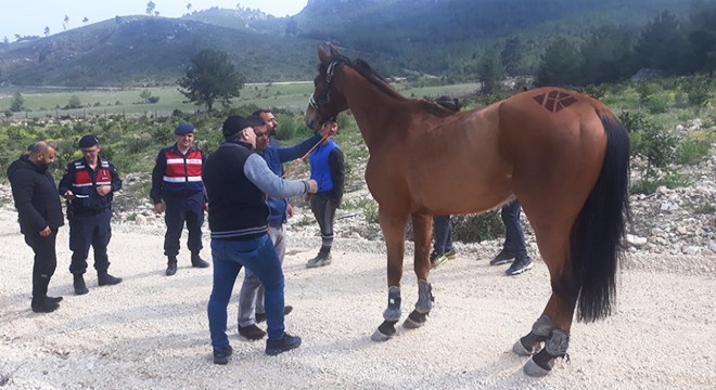 Sahibinin elinden kaçan yarış atını jandarma buldu