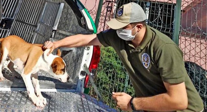 Sahibinin şiddet uyguladığı köpek koruma altına alındı