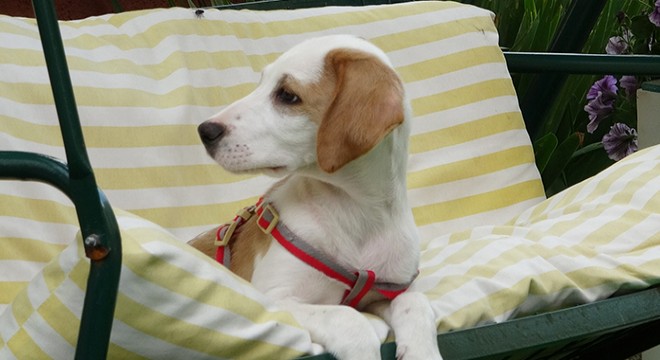 Sahibinin kötü muamelede bulunduğu köpek, yeni yuvasında