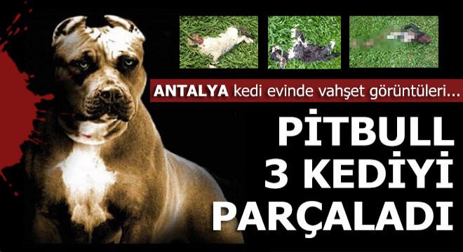 Sahibinin saldırdığı pitbull 3 kediyi parçaladı