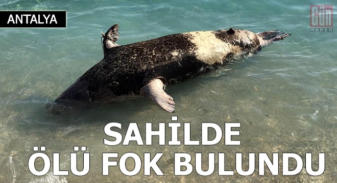 Sahilde ölü fok bulundu