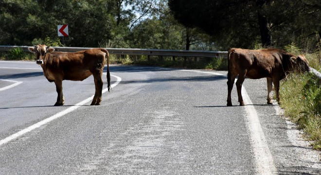 Sahiller ve yollar hayvanlara kaldı