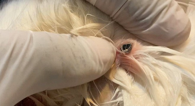 Sahiplendikleri kedi, havalı silahla vuruldu