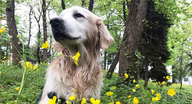 Sahipli köpeklere  ağızlık  kararı geri çekildi