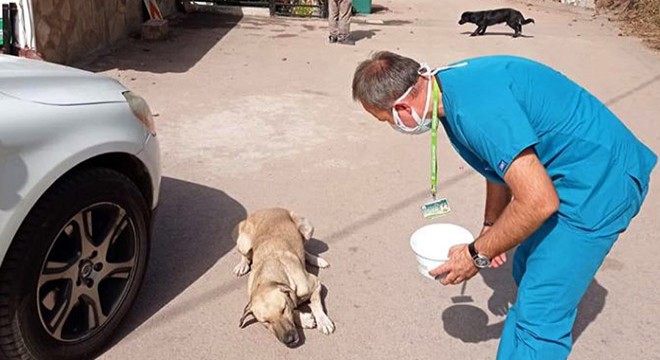 Sahipsiz köpekler parazitlere karşı ilaçlandı