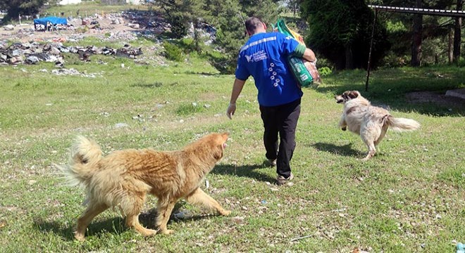 Sokak hayvanları aç kalmasın diye seferber olundu