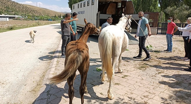 Sahipsiz atlarla göl gezisine para cezası