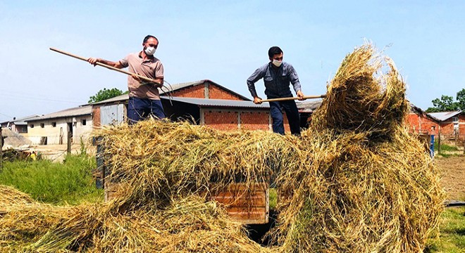 Sakarya'da çiftçiler üretime devam etti