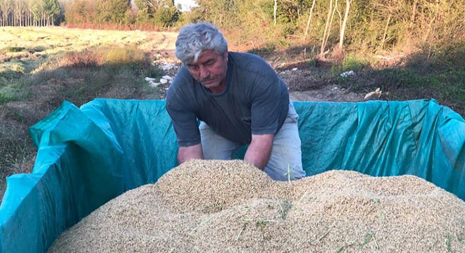 Sakarya'da pirinç hasadı yapıldı