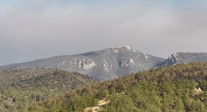 Sakarya daki orman yangını kısmen kontrol altında