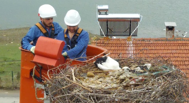 Sakat yavru leyleği, elektrik firması ekipleri kurtardı