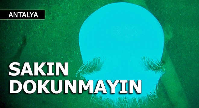 Sakın dokunmayın! Antalya'da denizanası yoğunluğu