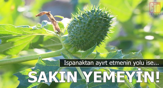 Sakın yemeyin! Ispanaktan ayırt etmenin yolu ise...