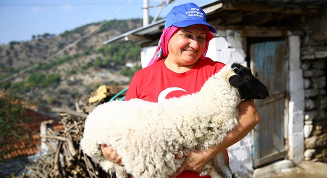 Sakız koyunları üreticiyi memnun etti