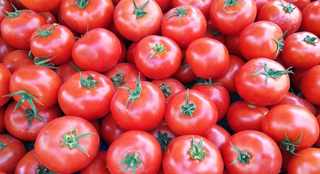 Salçalık domates hasadı başladı