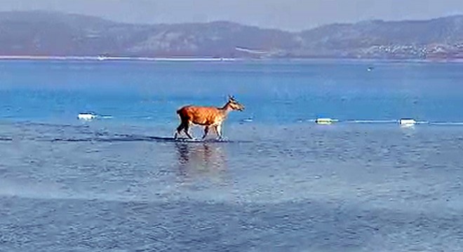 Salda Gölü ne giren kızılgeyik tatilcilere kendini sevdirdi