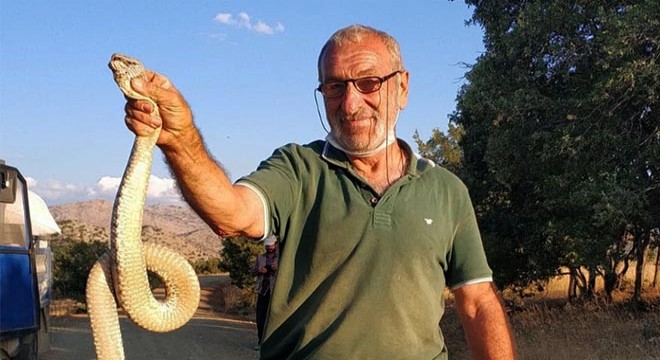 Saldıran zehirli engereği, elleriyle yakaladı