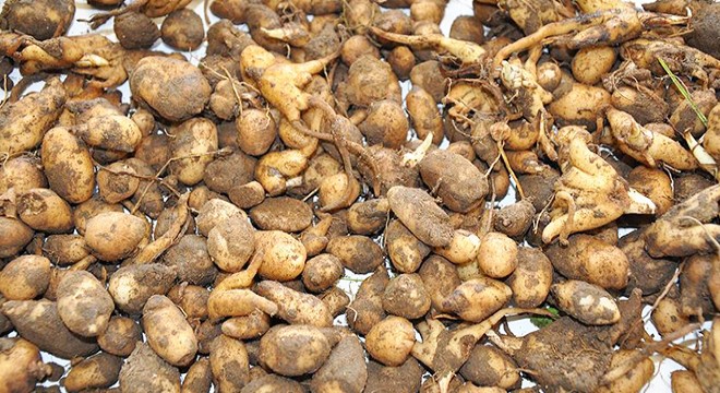 Salep soğanı toplayan 4 kişiye 436 bin TL ceza