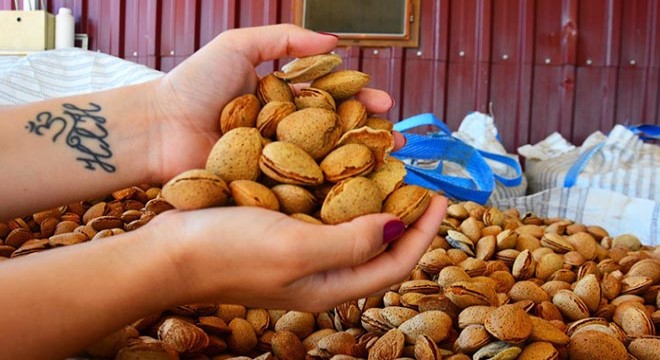 Salihli'de badem hasadı başladı