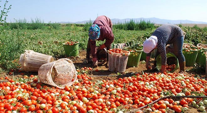 Salihli'de domates hasadı başladı