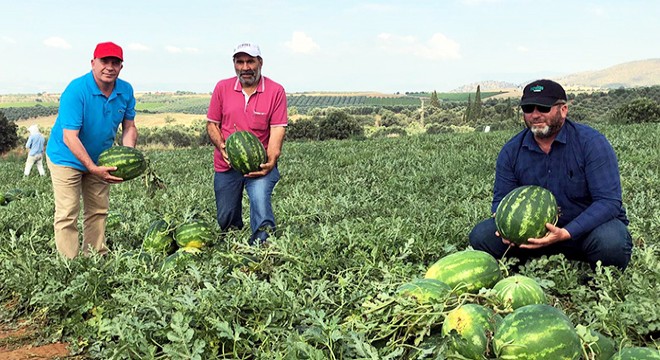 Salihli'de poyraz karpuzu hasadı başladı