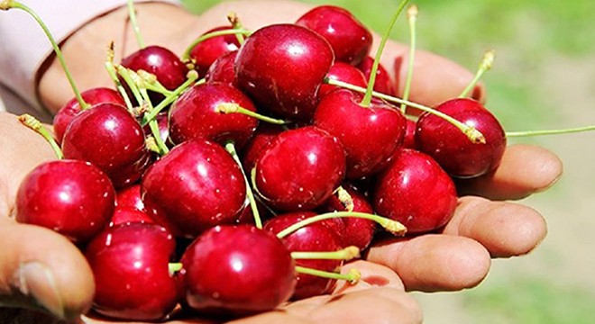 Salihli kirazı için üreticiler bilgilendirildi