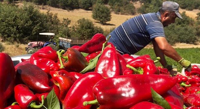 Salihli de kırmızı biber hasadı başladı